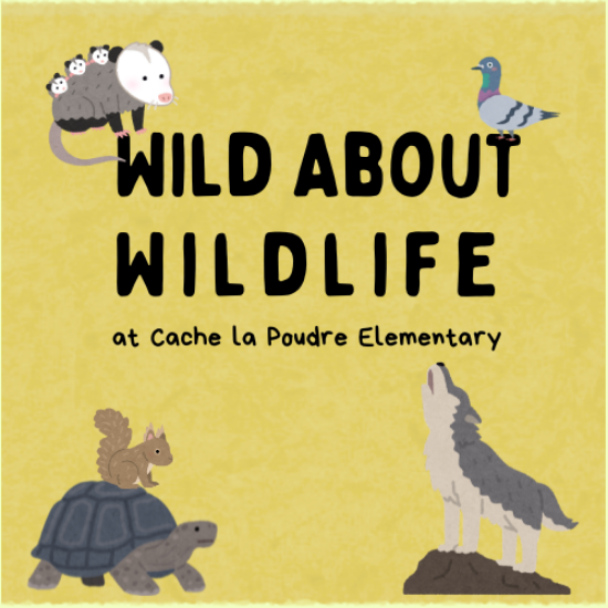 Picture of Wild About Wildlife at Cache la Poudre 2026